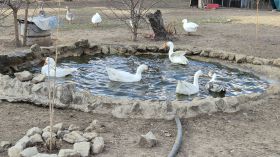 519695561_1315217477272722_6647111760077930008_n